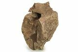 Hadrosaur (Edmontosaurus) Caudal Vertebra - Wyoming #265526-2